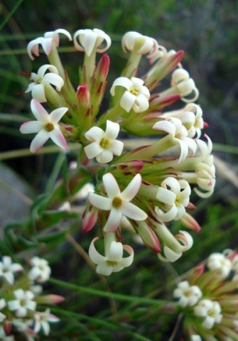 Crassula fascicularis floral features